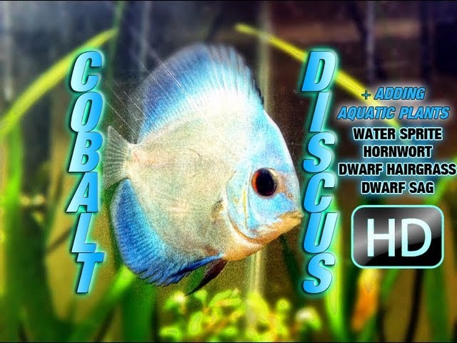 (60 G Cube) - Adding a Cobalt Discus! HD