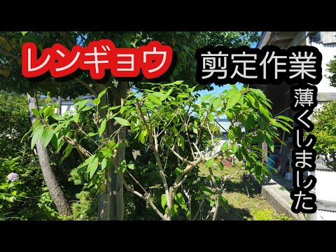 スノーレンギョウ 植物