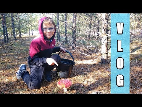 VLOG В ПОИСКАХ ГРИБОВ | ЛенаМуза