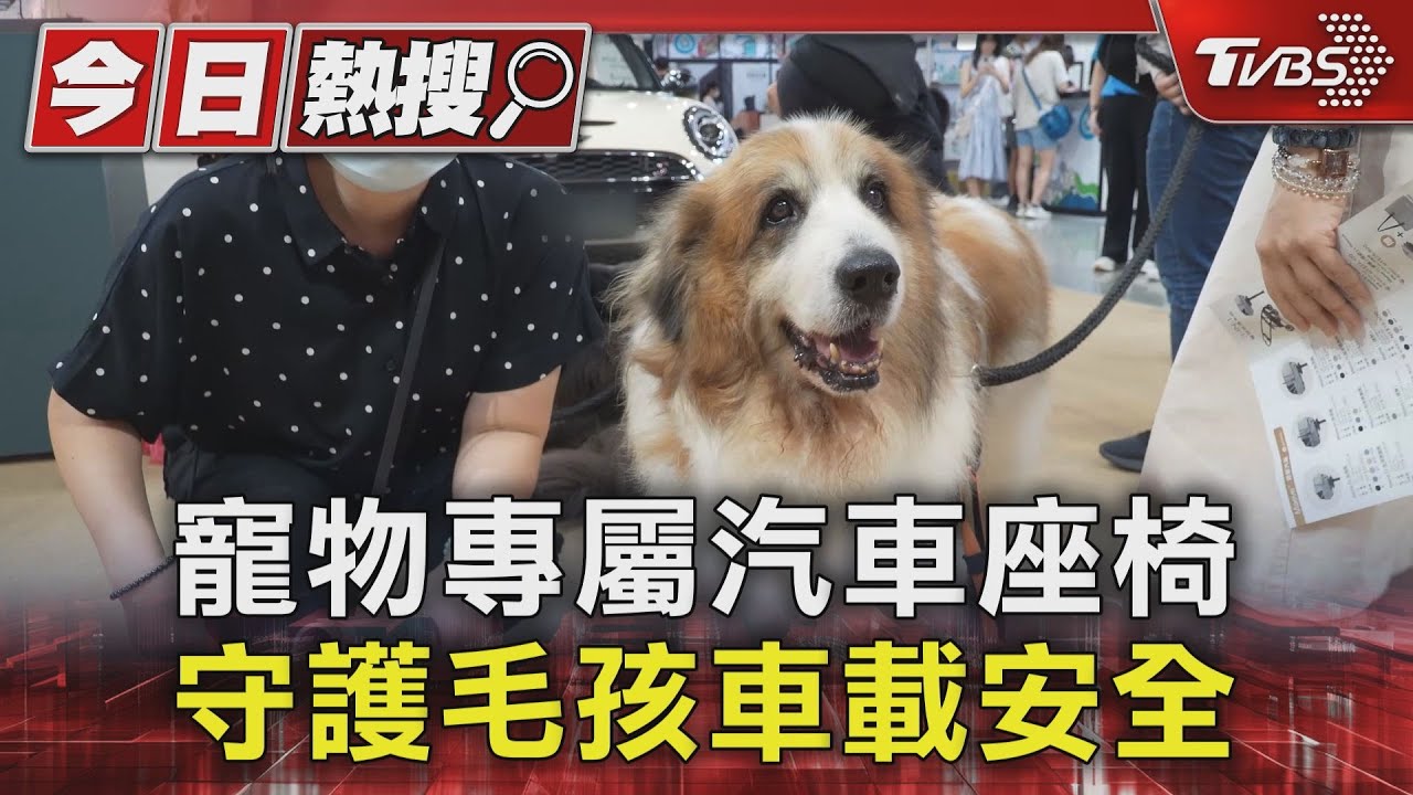 寵物專屬汽車座椅 守護毛孩車載安全