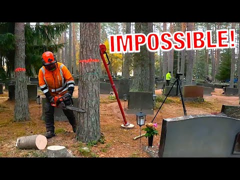 One Wrong Move and I’d Hit a Grave — Real Tree Felling Challenge