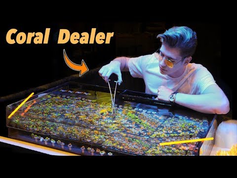 Growing Coral - a LEGAL way to make millions?! 💰 (Nas Daily)