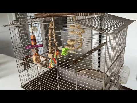 bird cage - Image 2