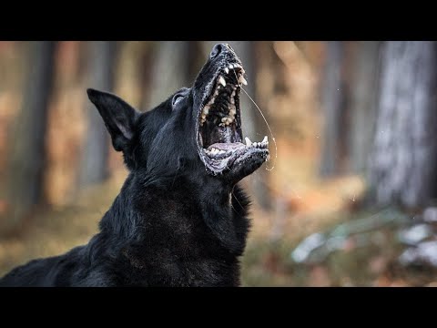 Ike vom Teufelshang - protection