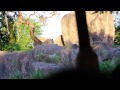 Kilimanjaro Safaris Lioness Chase