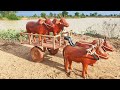 How To Make Cow Bullock Cart With Four Wooden Cows DIY Woodworking Projects