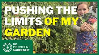 Is It Too Late Too Late to Plant Summer Crops? My August Garden Experiment and Results!