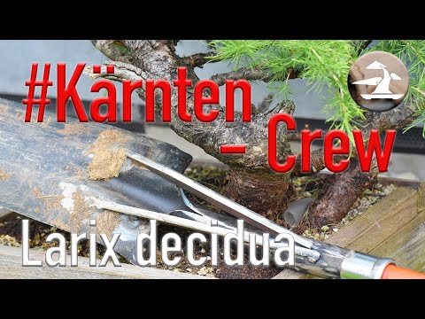 #Kärnten-Crew Das Original! Auf Yamadori Ernte mit Sebastian und Holger!