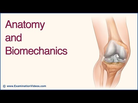 Knee Anatomy and Biomechanics