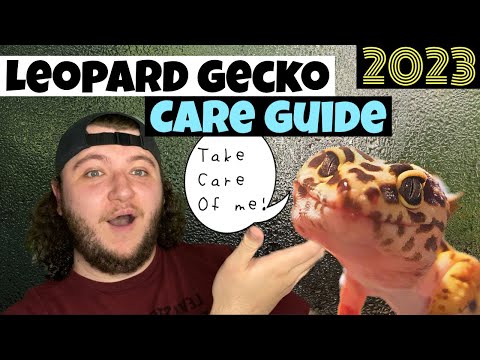 Gekon leopardí (Eublepharis macularius) — kompletný sprievodca chovom