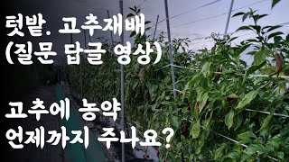 텃밭, 고추재배 (질문 답글 영상)  / 고추에 농약살포 언제까지?