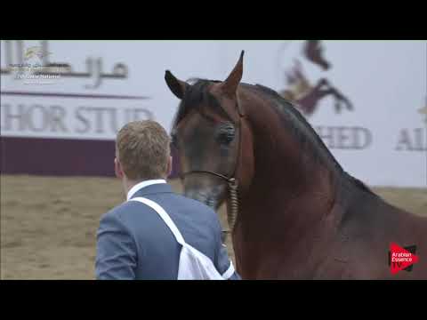N.294 GAZWAN AL NASSER - 2019 Qatar Individuals - Stallions 11 Years Old and Over (Class 12) .mp4