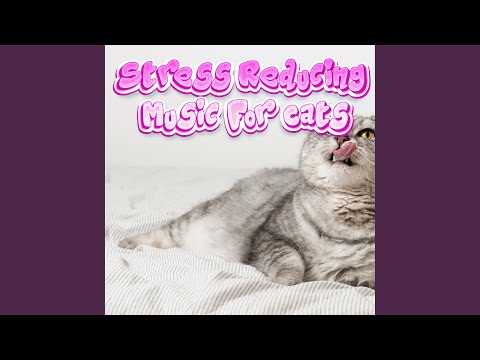 Calm Cat Music