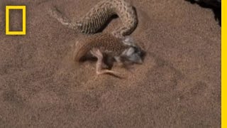 Peringuey's Adder - Hunting Shovel Snouted Lizard