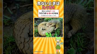 全身がウロコの哺乳類が国内展示ゼロに #shorts