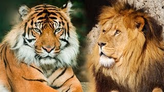 LION VS TIGER