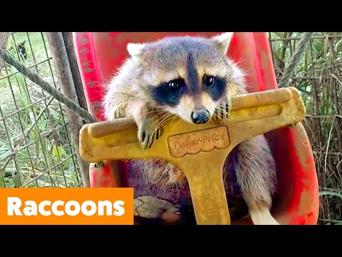 Silly Raccoon Reactions | Funny Pet Videos