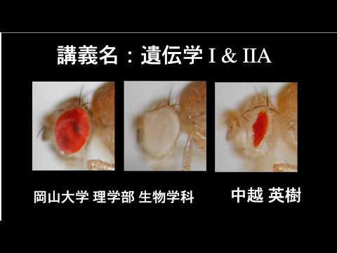 理学部生物学科講義紹介・遺伝学