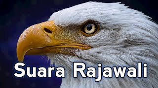 Download lagu Suara Elang Hitam VS Suara Rajawali mp3