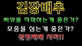 [텃밭농부.716]  김장배추 직파와 모종심기 어떤게 좋은가? 실험재배시작