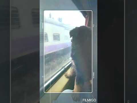 #Boboo🐶🐶❤❤