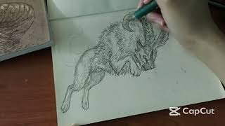 Calopus