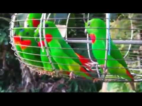 download lagu mp3 mp4 Blue Crowned Hanging Parrot For Sale, download lagu Blue Crowned Hanging Parrot For Sale gratis, unduh video klip Blue Crowned Hanging Parrot For Sale