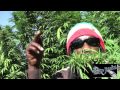 Marlon Asher - Ganja Cowboy [OFFICIAL VIDEO ...