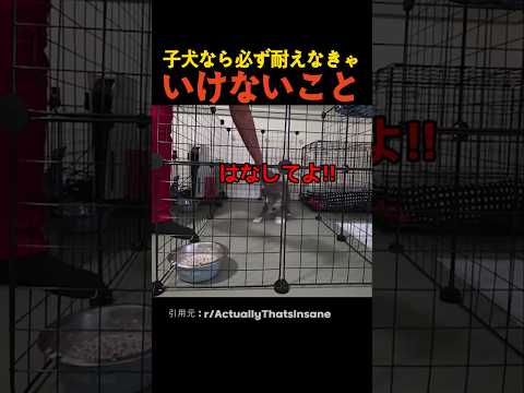 子犬なら必ず耐えなきゃいけないこと