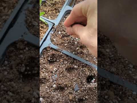 Starting milkweed in 6-cell trays for transplanting in the same season