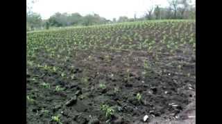 preview picture of video 'maiz a 12 dias de emerger milpa'
