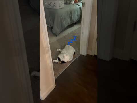 Jasmine the Walkway Cat #fatcat