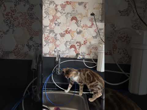 Cute cat | funny cat