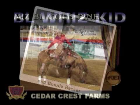 BL WHIZ KID - 1996 Stallion