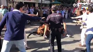 Primera jornada del operativo de El Rocío, 2019: cinco caballos muertos.