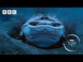 This Horn Shark Has A Secret Weapon To Avoid Being Eaten Alive Planet Earth III BBC