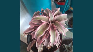 Download lagu Bersama Kita Kuat mp3