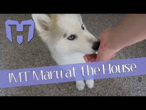 BABYSITTING A PUPPY!!!! Welcome IMT MARU to the CLG RED HOUSE!
