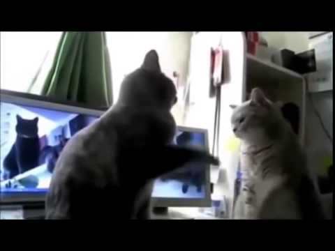 Funny Cat HD 2015