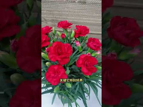 康乃馨寓意