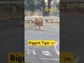 Biggest Tiger Bandhavgarh Tiger Wildlife Viralvideo Ytshortsindia Shortsvideo Youtubeshorts