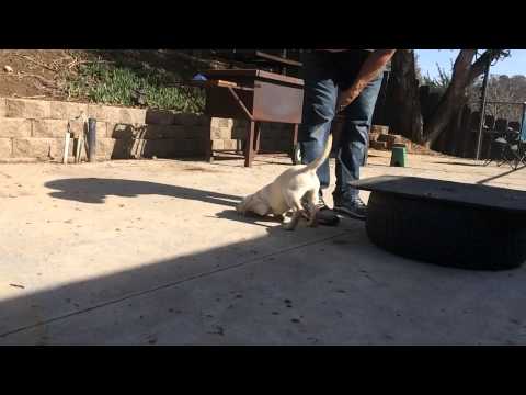 Willie the Yellow Lab's first time Platform Training