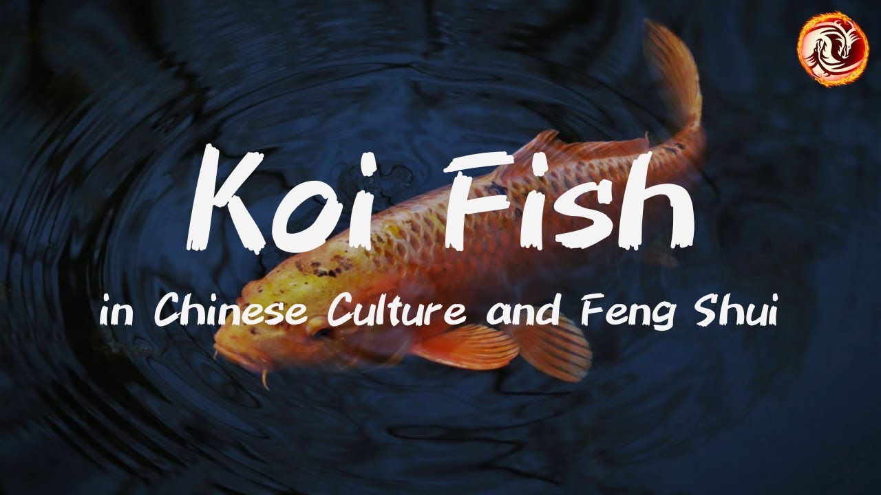 Koi Fish in Chinese Culture and Feng Shui: Unlocking Prosperity and Peace