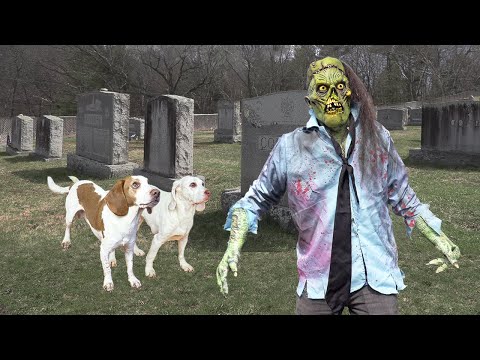 Dogs Face Off Against Zombie Attack!