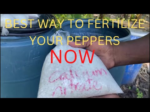 Best way to fertilize your peppers now