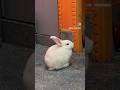 Vibrator Rabbit 🐰🫨📳🤣 #houserabbit #bunny #cute #rabbitry #pets #smartrabbits #funny #animals