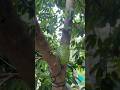 Home Mullaathi Fruit Nature Explorewithzid Love Kids Travel Fyp Family Travel Funny Fruit