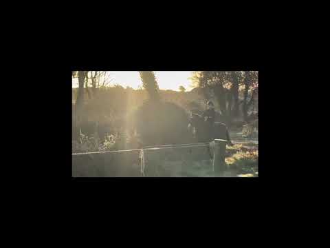 Lot 206 Clifden Fri 14hh all rounder pony - Image 2