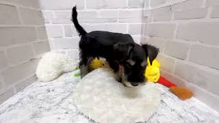 ミニチュアシュナウザーの動画02