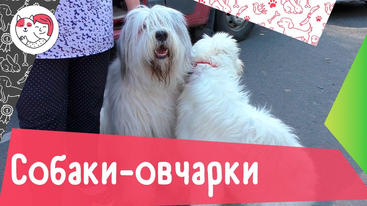 5 необычных собак-овчарок